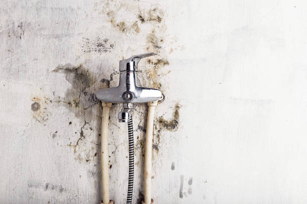 Office Mold Removal Services in Sebring, FL