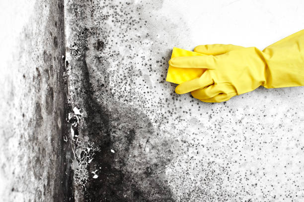 Attic Mold Removal in Sebring, FL