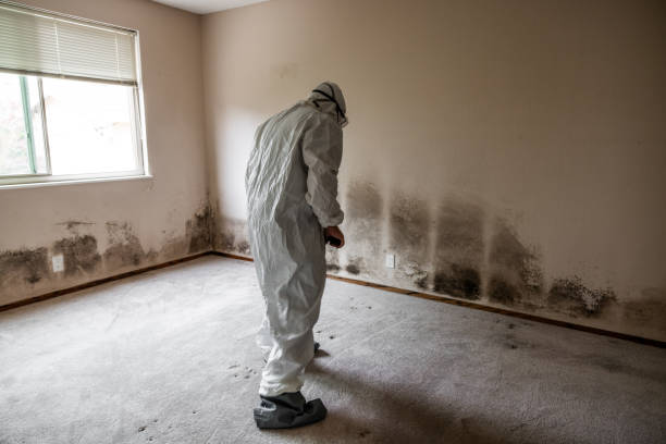 Best Crawl Space Mold Removal  in Sebring, FL