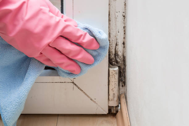 Best Toxic Mold Removal  in Sebring, FL