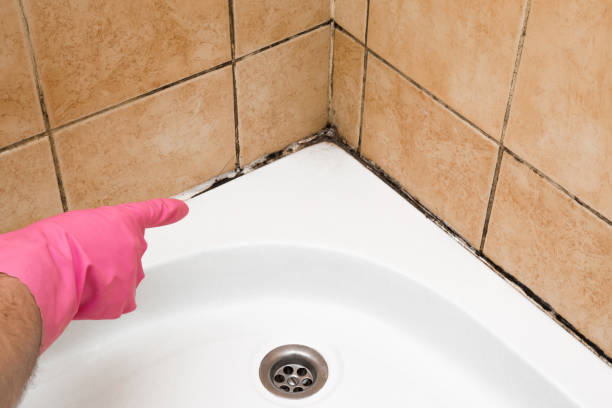 Crawl Space Mold Removal in Sebring, FL